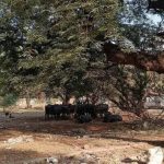पुणे आणि खडकी कॅन्टोन्मेंटमधील खुली संरक्षण जमीन कचरा डंपिंग ग्राउंड बनली आहे
