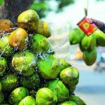 डिझेलचे उच्च दर निविदा नारळाच्या किमती वाढवतील