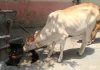 गुठळ्या त्वचेच्या आजाराचा सामना करण्यासाठी महाराष्ट्रात शेळीपॉक्स लस उत्पादनास सुरुवात झाली